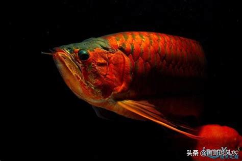 龍魚寓意|什麼是龍魚？龍魚文化及龍魚風水解說